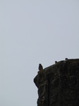 SX28442 Kestrel (Falco tinnunculus) with young on castle turret.jpg